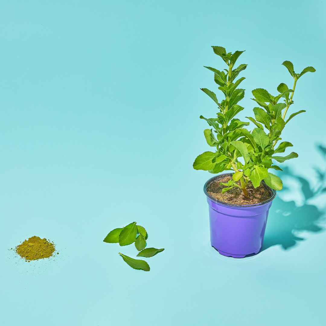 Allulose vs Stevia Which Sugar Alternative Is Best? OLIPOP