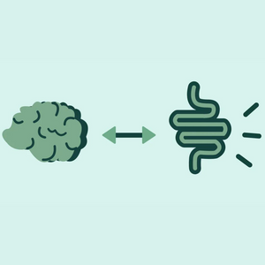 Image showing the relationship between the Brain and the Gut