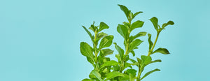 stevia plant