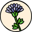 Chicory root inulin